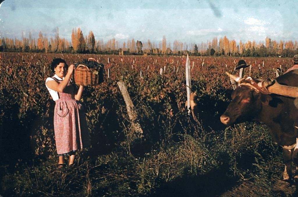 Mujer en Viñedo - Original 1953