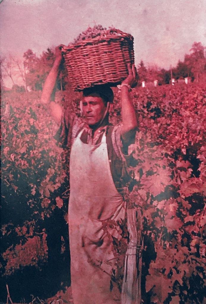 Vendimia año 1959 - Original